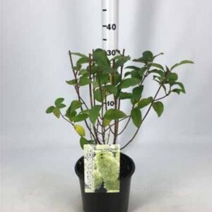 Pluimhortensia | Hydrangea paniculata 'Magical Candle'