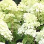 Pluimhortensia | Hydrangea paniculata 'Magical Candle' | In pot 2L Pluimhortensia | Hydrangea paniculata 'Magical Candle'
