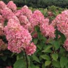 Pluimhortensia | Hydrangea paniculata 'Magical Candle' | In pot 2L Pluimhortensia | Hydrangea paniculata 'Magical Candle'