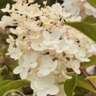 Pluimhortensia | Hydrangea paniculata 'Silver Dollar'