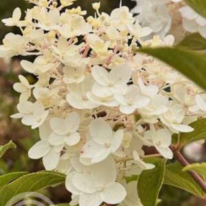 Pluimhortensia | Hydrangea paniculata 'Silver Dollar'