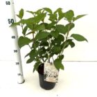 Pluimhortensia | Hydrangea paniculata 'Silver Dollar'