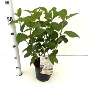Pluimhortensia | Hydrangea paniculata 'Silver Dollar'