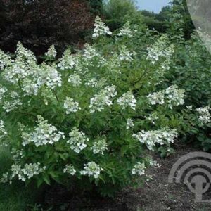 Pluimhortensia | Hydrangea paniculata 'Unique'