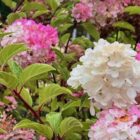 Pluimhortensia | Hydrangea paniculata ‘Vanille Fraise’ | In pot 2,5L | Hoogte 30-40cm Pluimhortensia | Hydrangea paniculata 'Vanille Fraise'