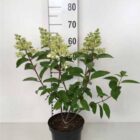 Pluimhortensia | Hydrangea paniculata 'Vanille Fraise'
