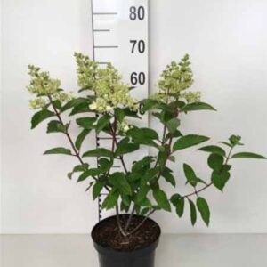 Pluimhortensia | Hydrangea paniculata 'Vanille Fraise'