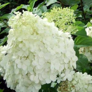 Pluimhortensia | Hydrangea paniculata 'Polar Bear'