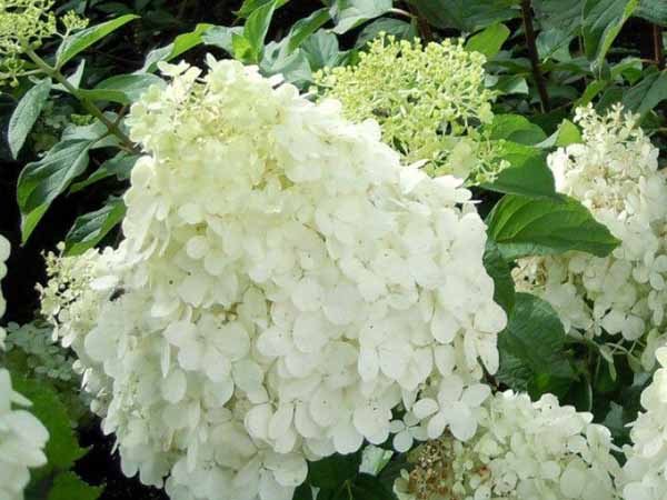 Hydrangea paniculata polar bear bloem 6x4 Pluimhortensia | Hydrangea paniculata 'Polar Bear'