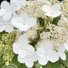 Pluimhortensia | Hydrangea paniculata ‘Kyushu’