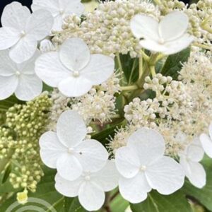 Pluimhortensia | Hydrangea paniculata ‘Kyushu’