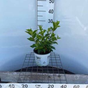 Pluimhortensia | Hydrangea paniculata 'Little Lime'