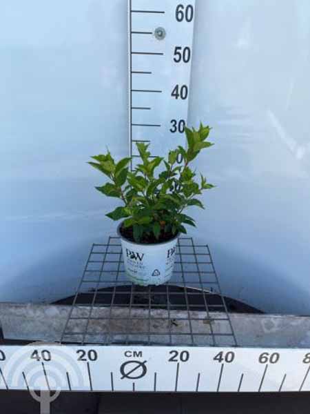 Hydrangea pinculata Little Lime c3 30-40 6x4 Pluimhortensia | Hydrangea paniculata 'Little Lime'