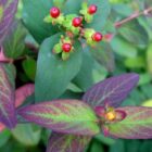 Mansbloed | Hypericum androsaemum 'Albury Purple' | In pot 1,5L Mansbloed | Hypericum androsaemum 'Albury Purple'