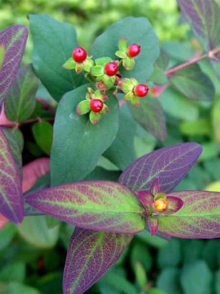 Mansbloed | Hypericum androsaemum 'Albury Purple'