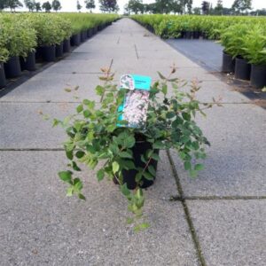 Kolkwitzia | Kolkwitzia amabilis