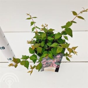 Kolkwitzia | Kolkwitzia amabilis 'Pink Cloud'