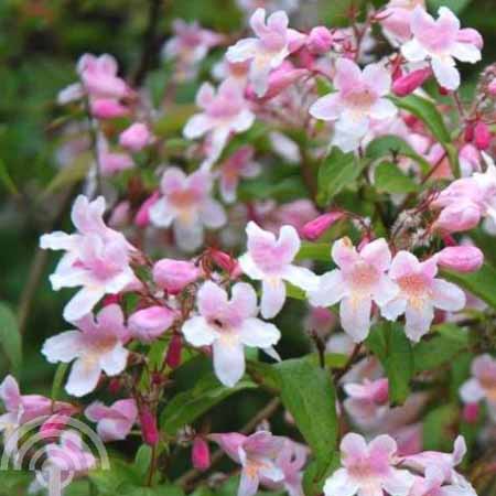 Kolkwitzia | Kolkwitzia amabilis 'Pink Cloud'