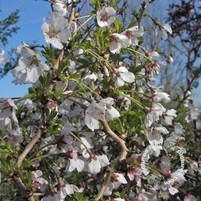Japanse sierkers | Prunus incisa 'Kojou-no-mai'