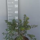 Japanse sierkers | Prunus incisa 'Kojou-no-mai'