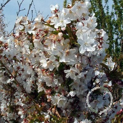 Japanse sierkers | Prunus nipponica 'Brillant'