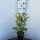 Lijsterbesspirea | Sorbaria sorbifolia 'Sem' | In pot 3L | Hoogte ca. 40cm Lijsterbesspirea | Sorbaria sorbifolia 'Sem'