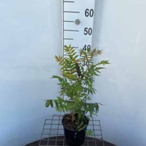 Lijsterbesspirea | Sorbaria sorbifolia 'Sem'