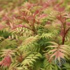 Lijsterbesspirea | Sorbaria sorbifolia 'Sem' | In pot 3L | Hoogte ca. 40cm Lijsterbesspirea | Sorbaria sorbifolia 'Sem'