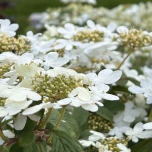 Japanse sneeuwbal | Viburnum plic. 'Watanabe'