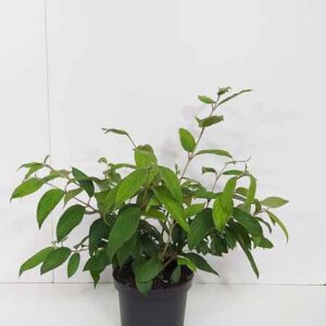 Japanse sneeuwbal | Viburnum plicatum 'Kilimandjaro'