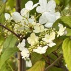Viburnum plicatum Kilimandjaro bloem 6x4 1