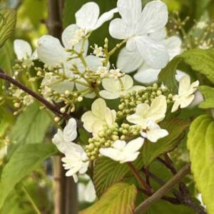 Japanse sneeuwbal | Viburnum plicatum 'Kilimandjaro' | In pot 3L | Hoogte 50-60
