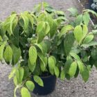 Japanse sneeuwbal | Viburnum plicatum 'Mariesii'