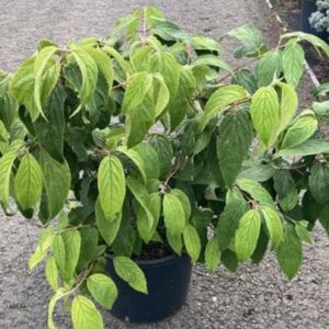 Japanse sneeuwbal | Viburnum plicatum 'Mariesii'