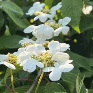 Japanse sneeuwbal | Viburnum plicatum 'Mariesii'