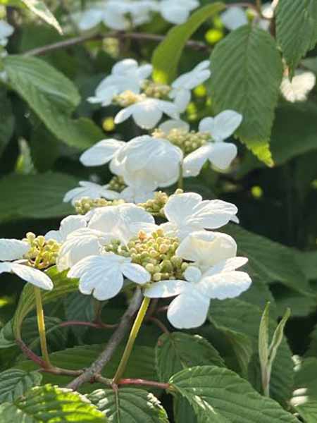 Viburnum plicatum Mariesii bloem Japanse sneeuwbal | Viburnum plicatum 'Mariesii'