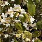 Japanse sneeuwbal | Viburnum plicatum 'Mariesii'