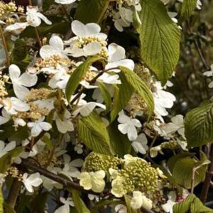 Japanse sneeuwbal | Viburnum plicatum 'Mariesii'