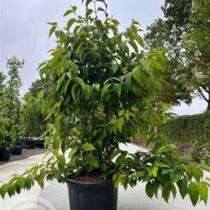 Japanse sneeuwbal | Viburnum plicatum 'St Keverne'