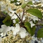 Japanse sneeuwbal | Viburnum plicatum 'St Keverne'