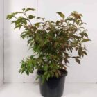 Japanse sneeuwbal | Viburnum plicatum 'Watanabe'