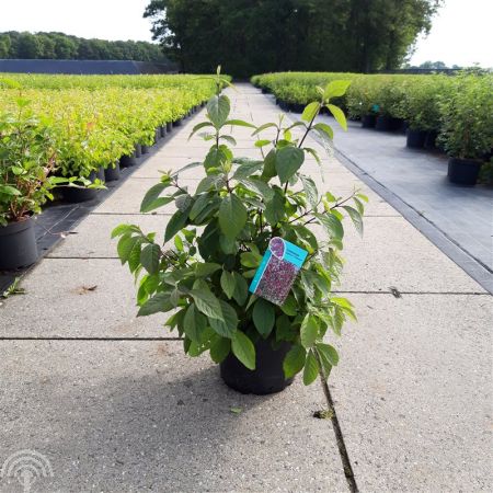 Callicarpa bodinieri Profusion C 50-60 45x45 Schoonvrucht | Callicarpa bodinieri 'Profusion'