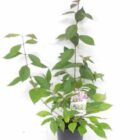 Schoonvrucht | Callicarpa bodinieri 'Profusion' | In pot 2L | Hoogte 30-40cm Schoonvrucht | Callicarpa bodinieri 'Profusion'