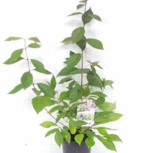 Schoonvrucht | Callicarpa bodinieri 'Profusion'