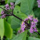 Schoonvrucht | Callicarpa bodinieri 'Profusion' | In pot 10L | Hoogte 80-100cm Schoonvrucht | Callicarpa bodinieri 'Profusion'