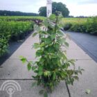 Schoonvrucht | Callicarpa bodinieri 'Profusion' | In pot 10L | Hoogte 80-100cm Schoonvrucht | Callicarpa bodinieri 'Profusion'