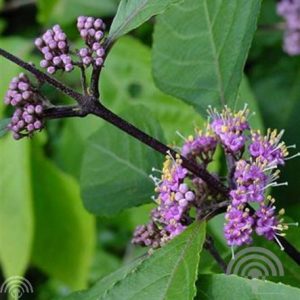 Schoonvrucht | Callicarpa bodinieri 'Profusion'