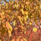 Rode kornoelje | Cornus sanguineum 'Winter Beauty'