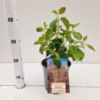 Rode kornoelje | Cornus sanguineum 'Winter Beauty' | In pot 2,5L | Hoogte 30-40cm Rode kornoelje | Cornus sanguineum 'Winter Beauty'