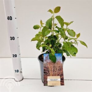 Rode kornoelje | Cornus sanguineum 'Winter Beauty'